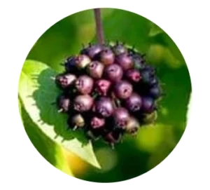Eleuthero Root 