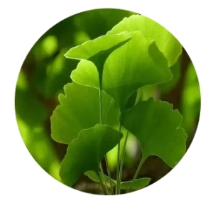 Ginkgo biloba extract