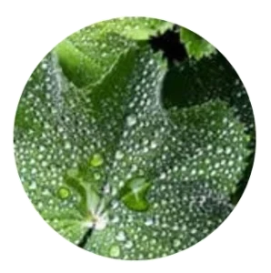 Lady's Mantle Herb