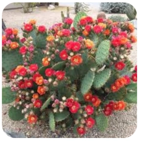 NerveCalm Ingredient - Opuntia Phaeacantha