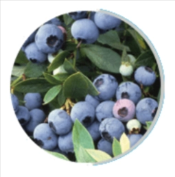 Neuro Surge Ingredient - Bilberry Extract