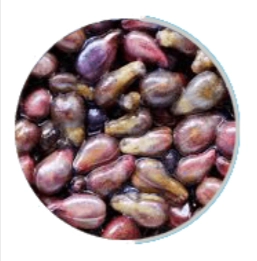 Neuro Surge Ingredient - Grape Seed Extract
