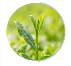 Neuro Surge Ingredient - Green Tea Extract