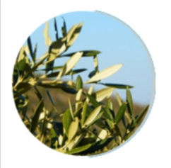 Neuro Surge Ingredient - Olive Leaf