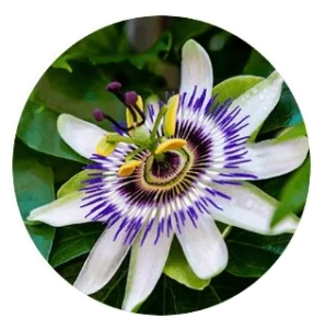 Passion Flower Powder