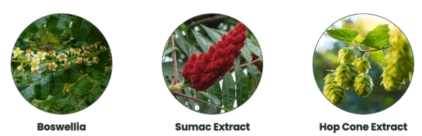 Primera Ingredients - Boswellia, Sumac Extract, Hop Cone Extract