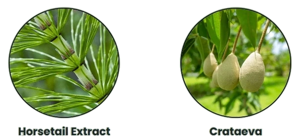 Primera Ingredients - Horsetail Extract, Crataeva