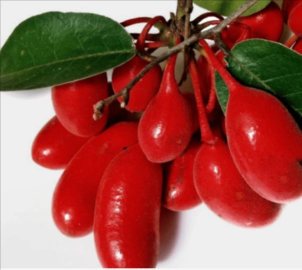 ProstaLite Ingredient - Uvaria Rufa Blume Extract