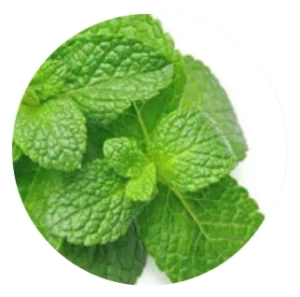 Pure Peppermint Oil