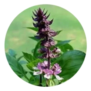 Sacred Licorice Root