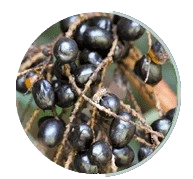 Saw Palmetto